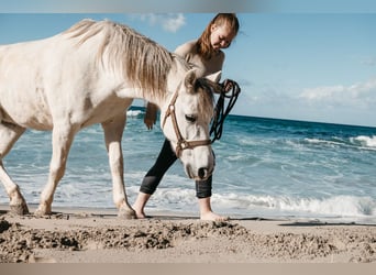 Welsh-C, Giumenta, 16 Anni, 135 cm, Grigio