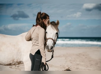 Welsh-C, Giumenta, 16 Anni, 135 cm, Grigio