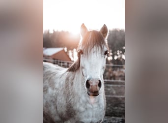 Welsh-C, Giumenta, 16 Anni, 139 cm, Grigio