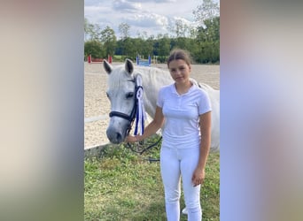 Welsh-C, Giumenta, 17 Anni, 134 cm, Grigio