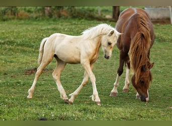 Welsh-C, Giumenta, 1 Anno, 135 cm, Palomino