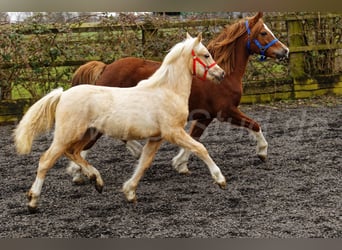 Welsh-C, Giumenta, 1 Anno, 135 cm, Palomino