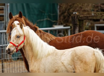 Welsh-C, Giumenta, 1 Anno, 135 cm, Palomino