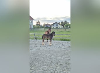 Welsh-C, Giumenta, 1 Anno, 143 cm, Baio