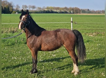 Welsh-C, Giumenta, 2 Anni, 130 cm, Baio scuro