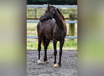 Welsh-C, Giumenta, 2 Anni, 135 cm, Baio nero