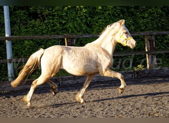 Welsh-C, Giumenta, 2 Anni, 135 cm, Palomino