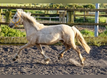 Welsh-C, Giumenta, 2 Anni, 135 cm, Palomino