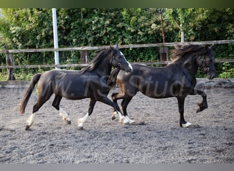 Welsh-C, Giumenta, 2 Anni, 139 cm, Morello