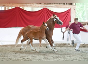 Welsh-C, Giumenta, 2 Anni, 150 cm, Sauro