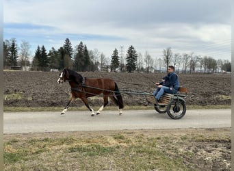 Welsh-C, Giumenta, 3 Anni, 122 cm, Baio