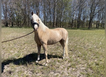 Welsh-C, Giumenta, 3 Anni, 134 cm, Palomino