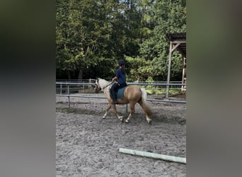 Welsh-C, Giumenta, 4 Anni, 131 cm, Palomino