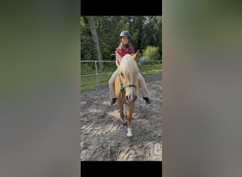 Welsh-C, Giumenta, 4 Anni, 131 cm, Palomino
