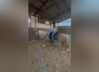 Welsh-C, Giumenta, 4 Anni, 131 cm, Palomino