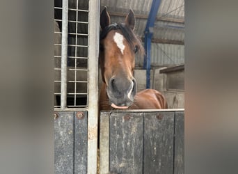 Welsh-C, Giumenta, 4 Anni, 135 cm, Baio