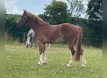 Welsh-C, Giumenta, 5 Anni, 134 cm, Sauro
