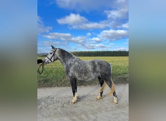 Welsh-C, Giumenta, 5 Anni, 135 cm, Grigio