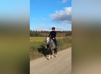 Welsh-C, Giumenta, 5 Anni, 135 cm, Grigio