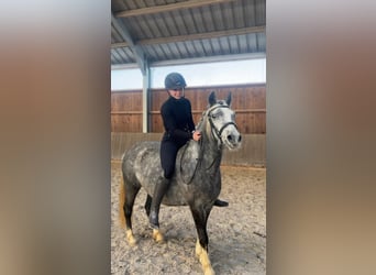 Welsh-C, Giumenta, 5 Anni, 135 cm, Grigio