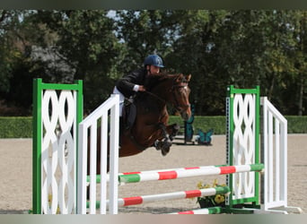 Welsh-C, Giumenta, 5 Anni, 140 cm, Baio