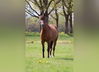 Welsh-C, Giumenta, 5 Anni, 140 cm, Baio