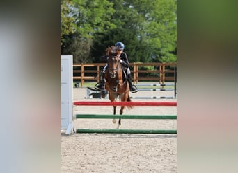 Welsh-C, Giumenta, 5 Anni, 140 cm, Baio