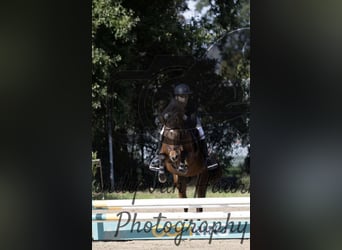 Welsh-C, Giumenta, 5 Anni, 140 cm, Baio