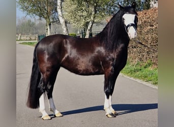 Welsh-C, Giumenta, 5 Anni, 146 cm, Morello