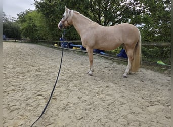 Welsh-C, Giumenta, 6 Anni, 140 cm, Palomino