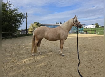 Welsh-C, Giumenta, 6 Anni, 140 cm, Palomino