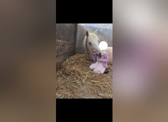 Welsh-C, Giumenta, 6 Anni, 140 cm, Palomino