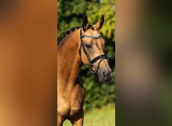 Welsh-C, Giumenta, 6 Anni, 146 cm, Falbo