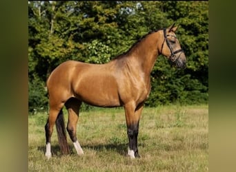 Welsh-C, Giumenta, 6 Anni, 146 cm, Falbo