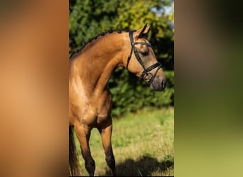 Welsh-C, Giumenta, 6 Anni, 146 cm, Falbo