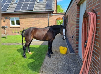 Welsh-C, Giumenta, 7 Anni, 129 cm, Baio scuro