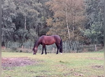 Welsh-C, Giumenta, 7 Anni, 129 cm, Baio scuro