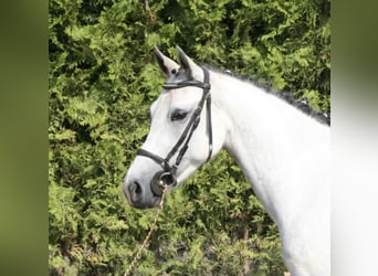 Welsh-C, Giumenta, 7 Anni, Grigio