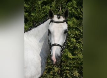 Welsh-C, Giumenta, 7 Anni, Grigio