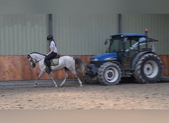 Welsh-C, Giumenta, 7 Anni, Grigio