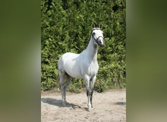 Welsh-C, Giumenta, 7 Anni, Grigio