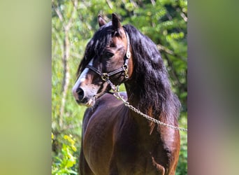 Welsh-C, Hengst, 18 Jaar, 134 cm, Zwartbruin