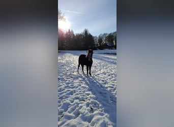 Welsh-C Mix, Hengst, 1 Jaar, 130 cm, Zwart