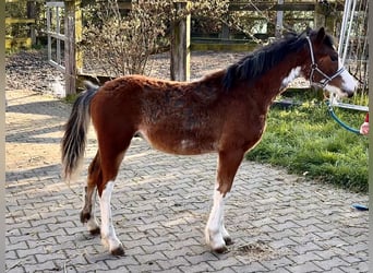 Welsh-C, Hengst, 1 Jaar, 135 cm, Brauner