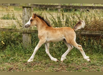 Welsh-C, Hengst, 1 Jaar, 135 cm, Brauner