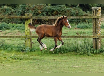 Welsh-C, Hengst, 1 Jaar, 135 cm, Bruin