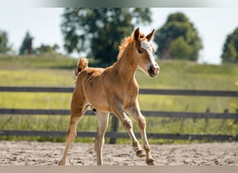 Welsh-C, Hengst, 1 Jaar, 135 cm, Vos