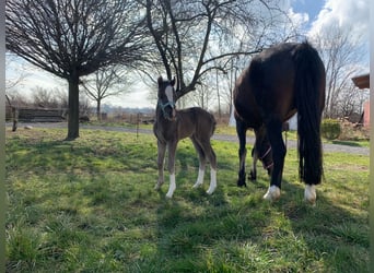 Welsh-C, Hengst, 1 Jahr, 134 cm, Rappe