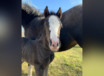 Welsh-C, Hengst, 1 Jahr, 134 cm, Rappe