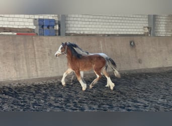 Welsh-C, Hengst, 1 Jahr, 135 cm, Brauner